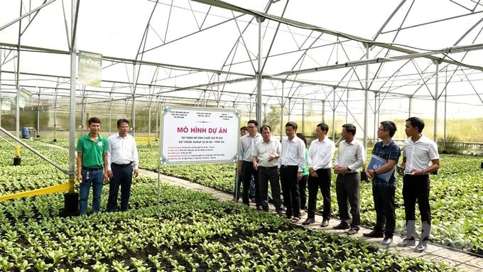 Liên kết sản xuất rau VietGAP, yên tâm đầu ra