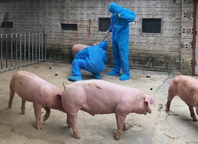 Yên Bái triển khai tiêm vacxin phòng dịch tả lợn Châu Phi