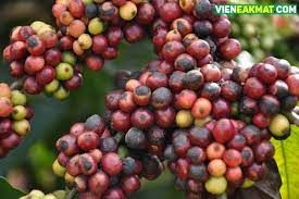 Mọt đục quả (Stepphanoderes hampei), phòng chống thế nào?