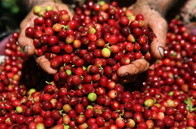 Giá cà phê ngày 27/11: Lặng sóng trong nước, hai sàn trái chiều phiên đầu tuần