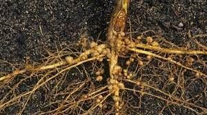 Bệnh thối rễ cọc (Tuyến trùng Pratylenchus coffea và nấm Fusarium spp) hại cà phê