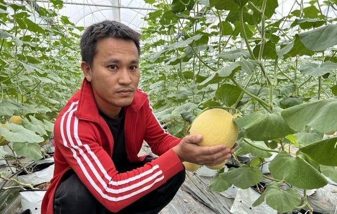 Trồng dưa không thất bại nhờ thuê chuyên gia tư vấn