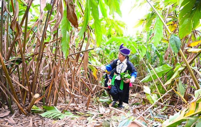 Đưa củ gừng Kỳ Sơn ra thế giới