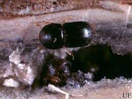 Mọt đục cành (Xyleborus morstatti) gây hại cà phê