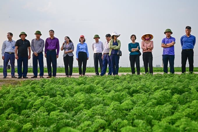 31 tỉnh phía Bắc trầm trồ sản xuất vụ đông của Hải Dương