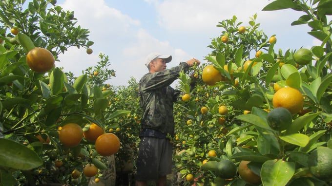Hơn 800ha hoa, cây cảnh Văn Giang sẵn sàng phục vụ tết