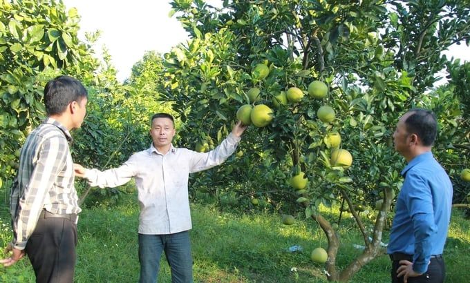 Vùng bưởi 30ha khẳng định thương hiệu nhờ sản xuất VietGAP