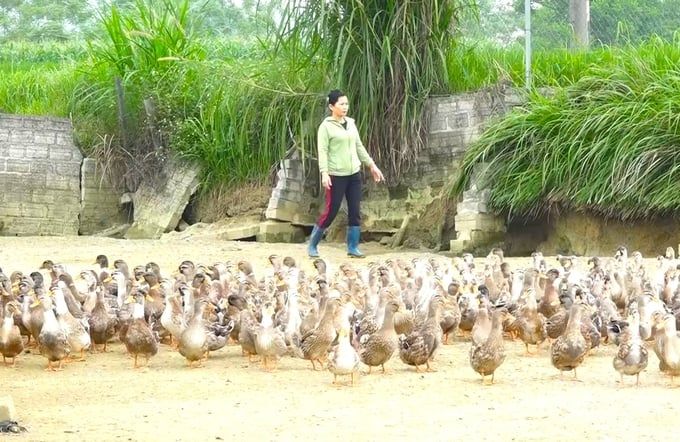 Sống khỏe nhờ nuôi giống vịt ngon nhất xứ Tuyên