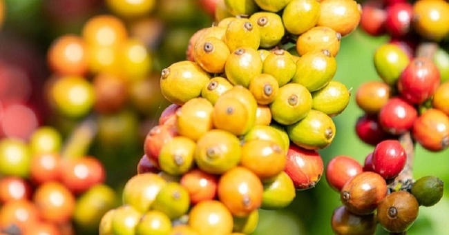 Giá cà phê ngày 29/11: Tiếp tục tăng, trong nước gần mốc 60.000 đồng/kg