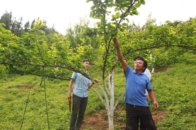 Phát triển cây ăn quả ôn đới gắn với du lịch sinh thái