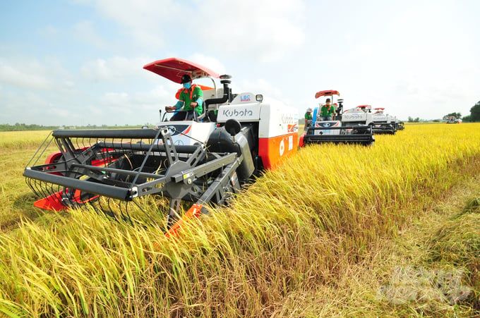 Năng suất lúa An Giang dẫn đầu vùng ĐBSCL