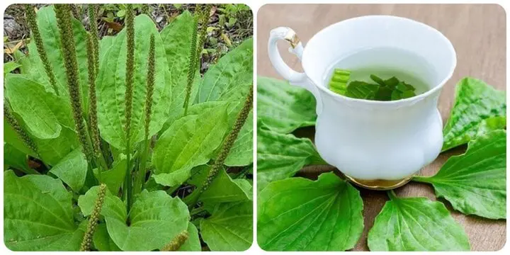 Loại cây mọc hoang khắp nơi, không chỉ ăn được mà còn là vị thuốc đông y tốt thế này