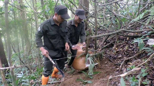 Hai loài thú hoang mang nguồn gien cổ đại đang được bảo vệ nghiêm ngặt trong khu rừng ở Quảng Nam