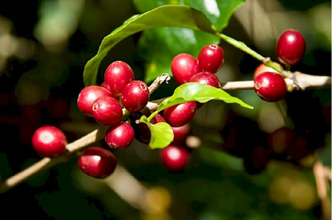 Giá cà phê ngày 2/12: Hiệu chỉnh giảm bất ngờ sau phiên tăng nóng