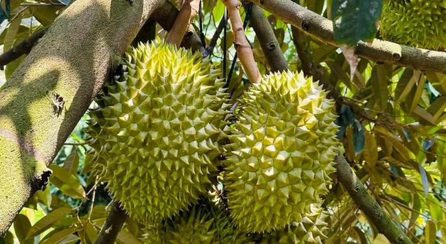 Giá sầu riêng ngày 2/12: Giá sầu riêng cuối tuần vẫn trụ mức cao