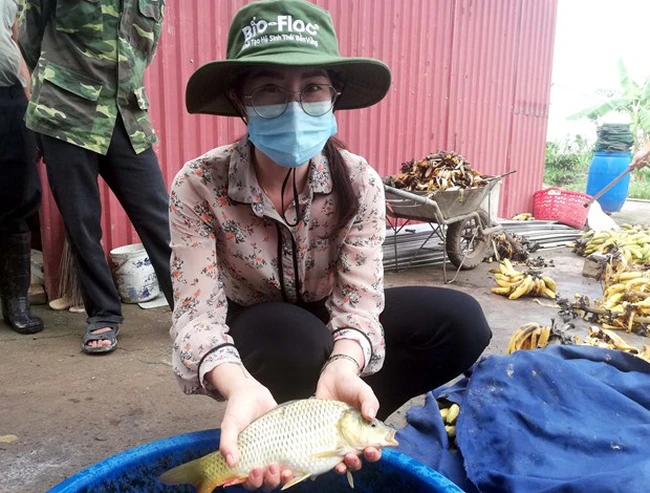 Mô hình nuôi ghép cá chép trong ao ở Hưng Yên, con nào bắt lên cũng đẹp, cứ 1ha, nông dân thu 8,5 tấn