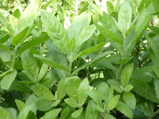 Thứ cây dại người xưa trồng làm hàng rào, nay có người thấy cứ hỏi mua, làm rau ăn ngon, công dụng sát trùng