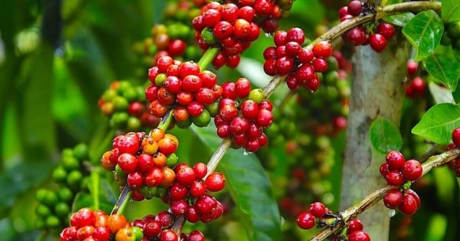 Giá cà phê ngày 3/12: Cà phê nội địa có tuần tăng giá giá mạnh mẽ, nông dân, doanh nghiệp mừng