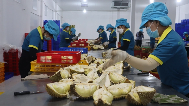 Trung Quốc sắp ký Nghị định thư cho 4 loại nông sản của Việt Nam: Dưa hấu hết cảnh 