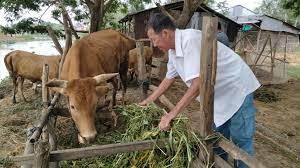 Ninh Bình: Giải ngân 1 tỷ đồng Quỹ Hỗ trợ nông dân nuôi bò lai sinh sản
