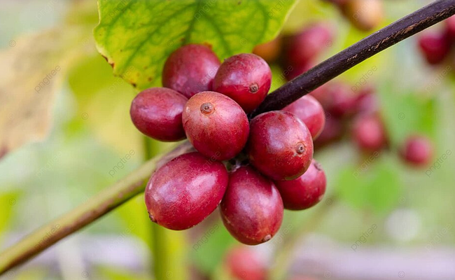 Giá cà phê ngày 4/12: Trong nước giá cà phê áp sát 60.000 đồng/kg, 2 sàn thế giới giảm