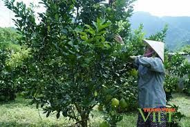 Mường Ảng: Trồng cà phê dưới tán cây ăn quả, lão nông thoải mái thu tiền