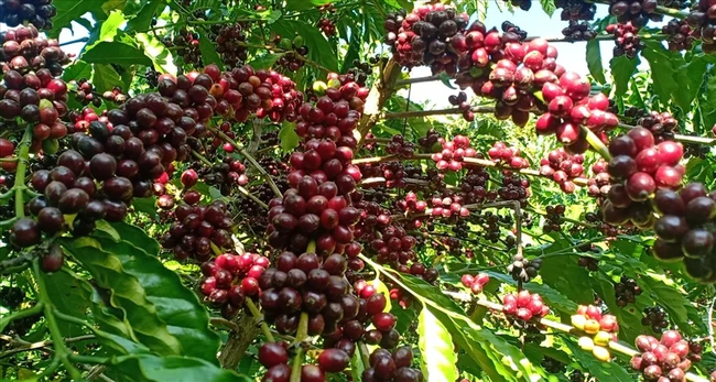 Giá cà phê ngày 5/12: Cà phê Arabica bật tăng, giá cà phê trong nước biến động nhẹ