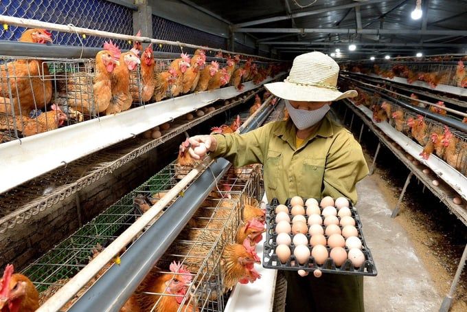Chủ động giống gia cầm để phát triển chăn nuôi bền vững
