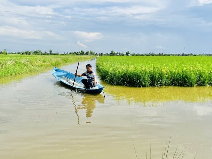 Tôm - lúa hữu cơ mở ra trang mới cho nông nghiệp Cà Mau