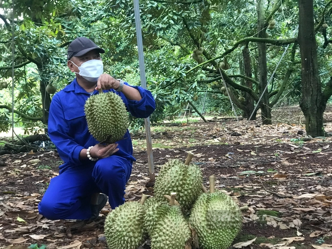 Bộ NNPTNT hướng dẫn tuân thủ chặt chẽ việc quản lý mã số vùng trồng và cơ sở đóng gói
