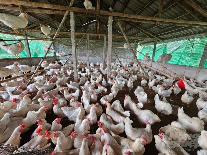 Trại gà nghìn con không dùng kháng sinh