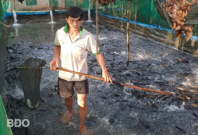 Nuôi loại cá thịt chắc nịch, giàu DHA, một nông dân Bình Định vợt bán cả tấn, giá 55.000-60.000 đồng/kg