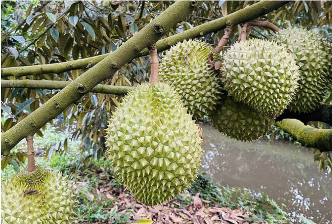 Giá sầu riêng ngày 11/12: Sầu riêng Ri6 được thương lái ráo riết thu gom kiểu 
