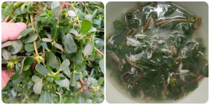 Rau dại mọc đầy ở Việt Nam được Tổ chức Y tế thế giới ghi vào danh mục cây thuốc