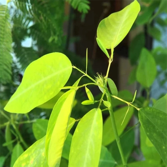 Ở Việt Nam tồn tại một loại cây đặc biệt, khi có tiếng nhạc sẽ tự động “khiêu vũ” hoặc “nhảy nhót”
