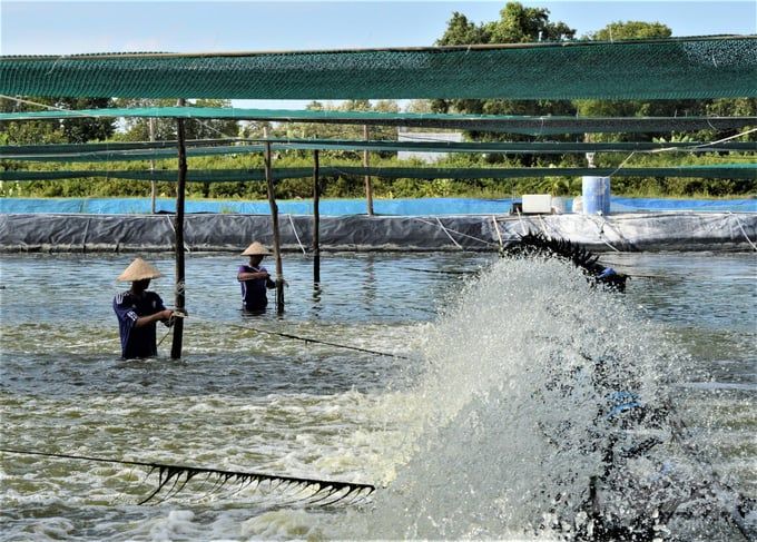 Hệ thống thủy lợi ‘ăn ké’, tôm nuôi thiếu nước biển sạch