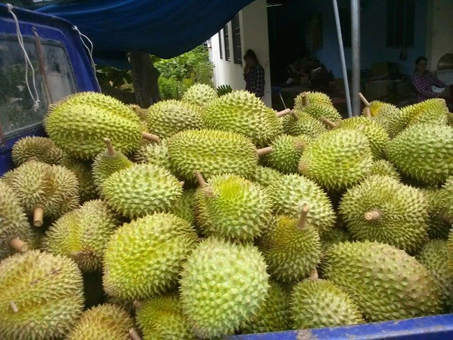 Giá sầu riêng ngày 12/12: Sầu Thái giá tăng vọt lên mức 160.000 đồng/kg, thương lái tìm gom từng trái