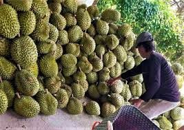 Những yếu tố ảnh hưởng đến giá sầu riêng
