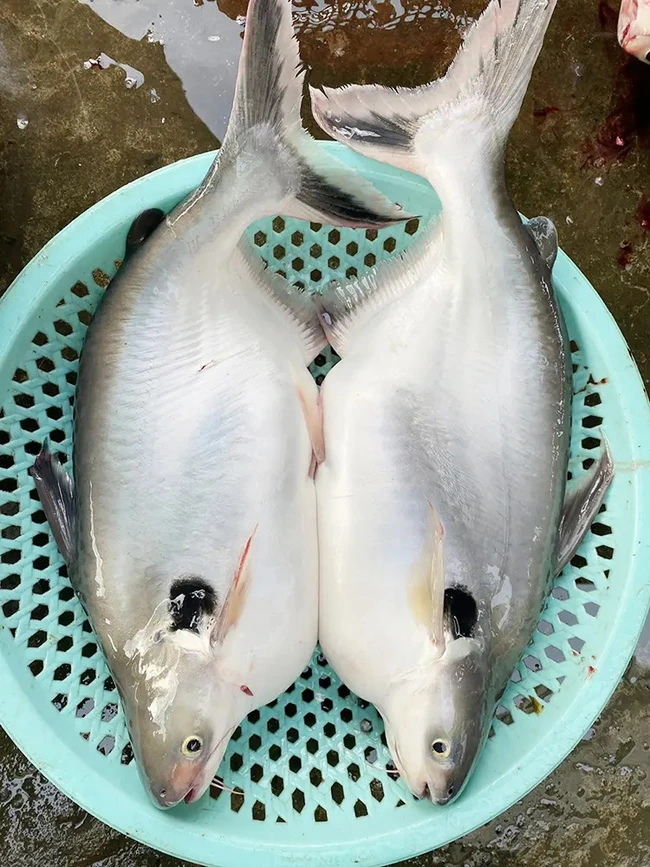 Cá vồ đém sông Vàm Nao ở An Giang là loài cá gì mà ngày càng hiếm, giá bán ngày càng cao?