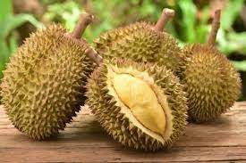 Những yếu tố ảnh hưởng đến chất lượng đậu quả trên cây sầu riêng