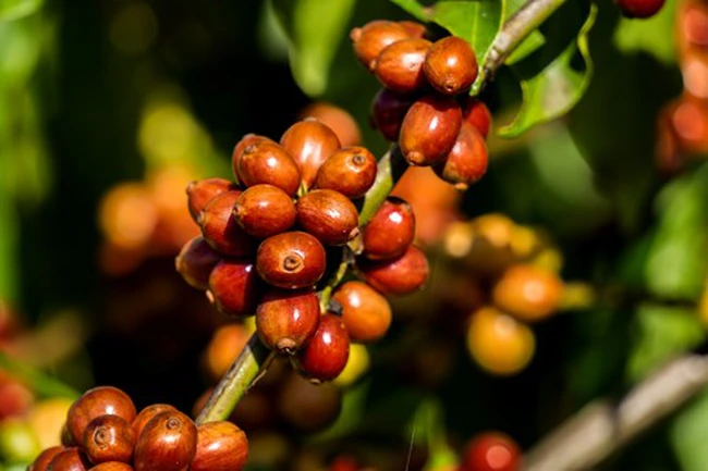 Giá cà phê ngày 13/12: Cà phê Robusta tăng cực mạnh