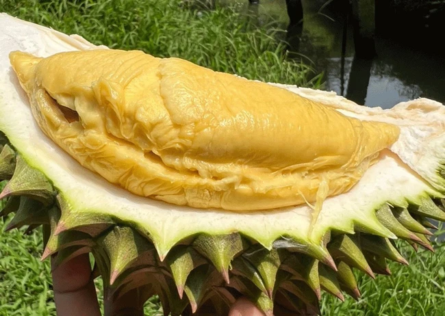 Giá sầu riêng ngày 13/12: Sầu riêng Ri6 vẫn neo giá cao, hàng ngon bán ra 127.000 đồng/kg