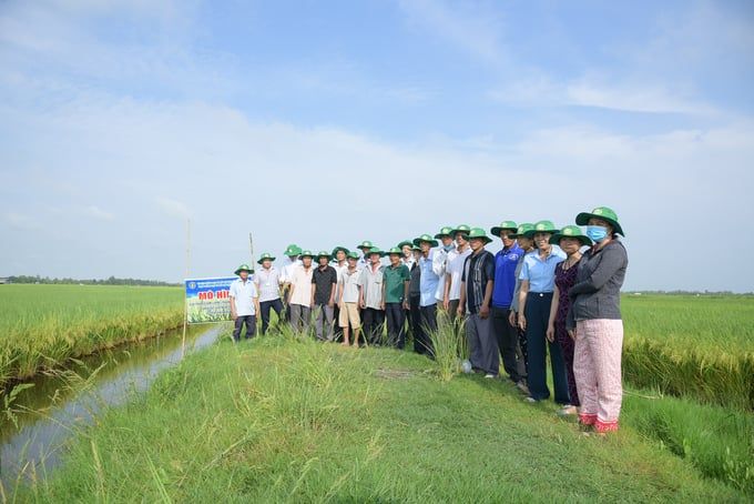 Giảm 40% phân bón vô cơ, năng suất lúa vẫn tăng 20%
