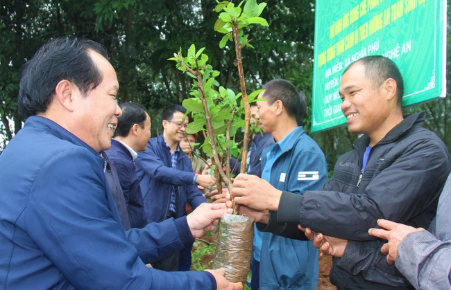 Ứng dụng chế phẩm vi sinh vật trong trồng ổi: Nông dân Nghĩa Phú bắt đất nghèo cho quả ngọt