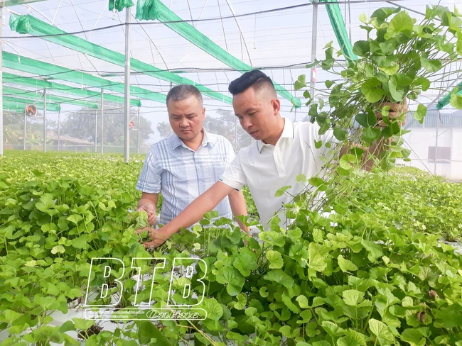 Trồng rau má mà không cần đất, giám đốc HTX ở Thái Bình đem xay thành bột, bán 3 triệu đồng/kg
