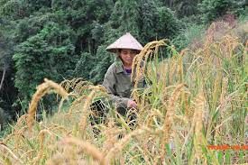 Lên vùng cao Đà Bắc, xem bà con dân tộc Tày thu hoạch 