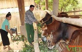 Vùng cao Sơn La chủ động phòng, chống rét cho vật nuôi