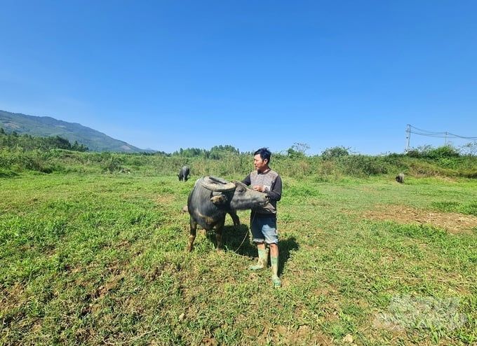 Trâu, bò giá vừa xuống thấp vừa bí đầu ra