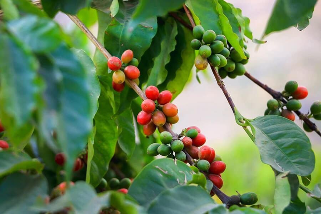 Giá cà phê ngày 17/12: Giá cà phê nội địa đi lên, thị trường biến động mạnh bởi cung cầu