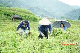 Điện Biên Đông có sản phẩm OCOP gì được ví như sản vật tiến vua
